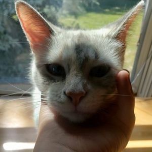 Meet your Posher, Piper